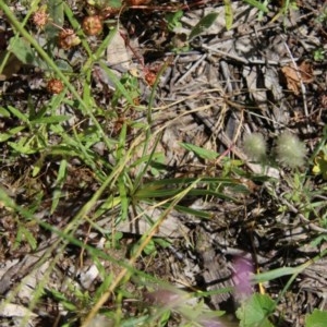 Tricoryne elatior at Hughes, ACT - 18 Nov 2020