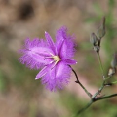 Thysanotus tuberosus subsp. tuberosus (Common Fringe-lily) at Hughes, ACT - 18 Nov 2020 by LisaH