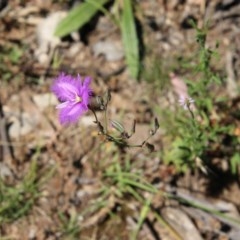 Thysanotus tuberosus subsp. tuberosus at Hughes, ACT - 18 Nov 2020 11:42 AM