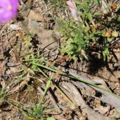 Thysanotus tuberosus subsp. tuberosus at Hughes, ACT - 18 Nov 2020 11:42 AM