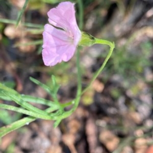 Convolvulus angustissimus subsp. angustissimus at Hughes, ACT - 17 Nov 2020