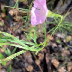 Convolvulus angustissimus subsp. angustissimus at Hughes, ACT - 17 Nov 2020 02:15 PM