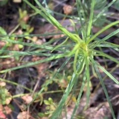 Convolvulus angustissimus subsp. angustissimus at Hughes, ACT - 17 Nov 2020