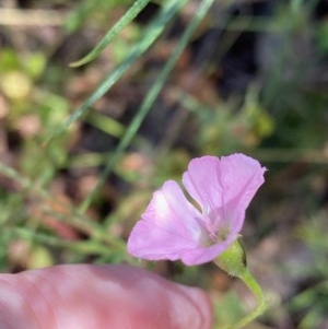 Convolvulus angustissimus subsp. angustissimus at Hughes, ACT - 17 Nov 2020