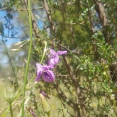 Arthropodium fimbriatum (Nodding Chocolate Lily) at Tuggeranong Hill - 18 Nov 2020 by Kristy