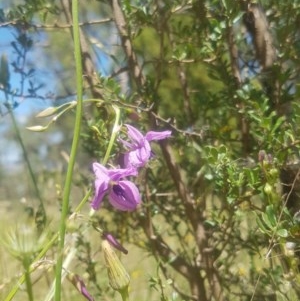 Arthropodium fimbriatum at Conder, ACT - 18 Nov 2020 11:15 AM