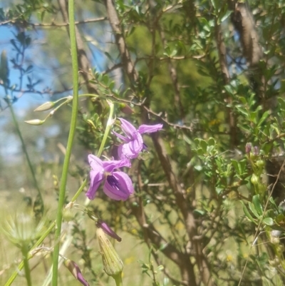 Arthropodium fimbriatum (Nodding Chocolate Lily) at Conder, ACT - 18 Nov 2020 by Kristy