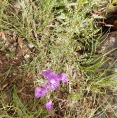 Thysanotus tuberosus subsp. tuberosus (Common Fringe-lily) at Fraser, ACT - 18 Nov 2020 by Rosie