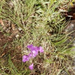 Thysanotus tuberosus subsp. tuberosus (Common Fringe-lily) at Mount Rogers - 17 Nov 2020 by Rosie