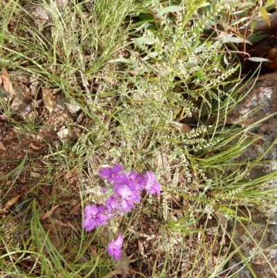 Thysanotus tuberosus subsp. tuberosus (Common Fringe-lily) at Fraser, ACT - 18 Nov 2020 by Rosie