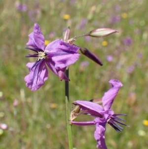 Arthropodium fimbriatum at Downer, ACT - 18 Nov 2020