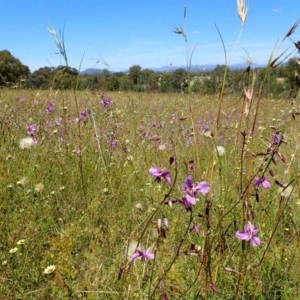 Arthropodium fimbriatum at Downer, ACT - 18 Nov 2020