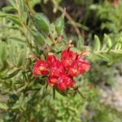 Grevillea alpina (Mountain Grevillea / Cat's Claws Grevillea) at Downer, ACT - 18 Nov 2020 by RWPurdie