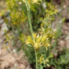 Pimelea curviflora var. sericea (Curved Riceflower) at Molonglo Valley, ACT - 17 Nov 2020 by RWPurdie