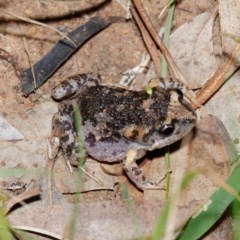 Uperoleia laevigata (Smooth Toadlet) at Majura, ACT - 16 Nov 2020 by DPRees125