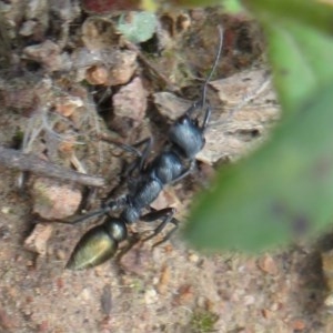 Myrmecia piliventris at Coree, ACT - 18 Nov 2020