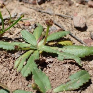 Solenogyne dominii at Molonglo Valley, ACT - 18 Nov 2020