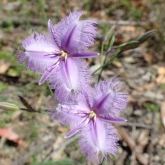 Thysanotus tuberosus subsp. tuberosus (Common Fringe-lily) at Downer, ACT - 17 Nov 2020 by RWPurdie