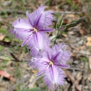 Thysanotus tuberosus subsp. tuberosus at Downer, ACT - 18 Nov 2020