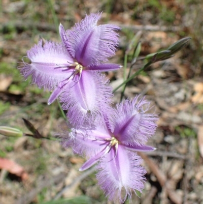 Thysanotus tuberosus subsp. tuberosus (Common Fringe-lily) at Downer, ACT - 18 Nov 2020 by RWPurdie