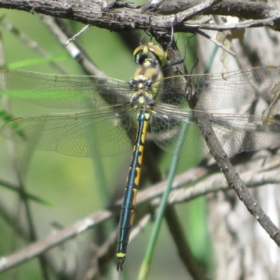 Hemicordulia tau (Tau Emerald) at Coree, ACT - 17 Nov 2020 by Christine