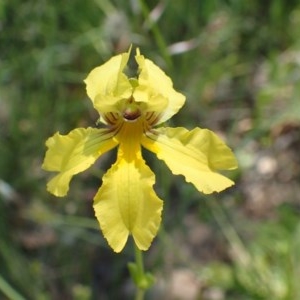 Velleia paradoxa at Downer, ACT - 18 Nov 2020