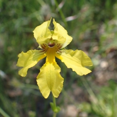 Goodenia paradoxa (Spur Goodenia) at Downer, ACT - 18 Nov 2020 by RWPurdie