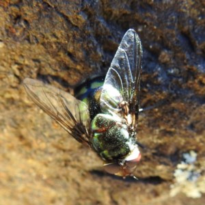 Rutilia (Chrysorutilia) sp. (genus & subgenus) at Acton, ACT - 18 Nov 2020