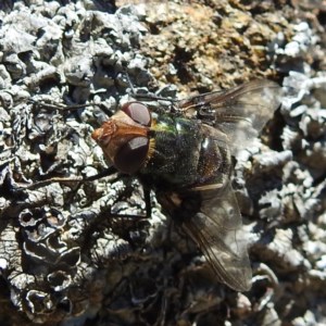 Rutilia (Chrysorutilia) sp. (genus & subgenus) at Acton, ACT - 18 Nov 2020