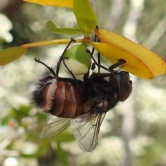 Entomophthora sp. (genus) (Puppeteer Fungus) at Acton, ACT - 18 Nov 2020 by HelenCross