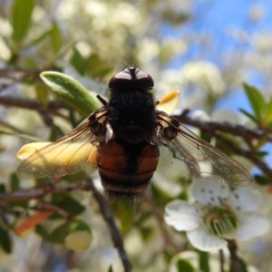 Entomophthora sp. (genus) at Acton, ACT - 18 Nov 2020 12:23 PM