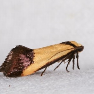 Crepidosceles exanthema at Melba, ACT - 12 Nov 2020