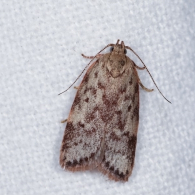 Garrha phoenopis (Garrha phoenopis) at Melba, ACT - 11 Nov 2020 by kasiaaus