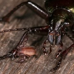 Chernetidae (family) (Chernetid Pseudoscorpion) at Melba, ACT - 11 Nov 2020 by kasiaaus