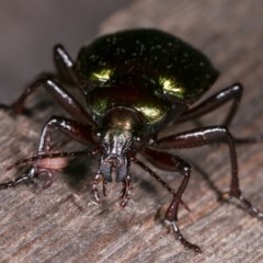 Chernetidae (family) at Melba, ACT - 11 Nov 2020 10:31 PM