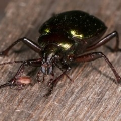 Chernetidae (family) at Melba, ACT - 11 Nov 2020 10:31 PM