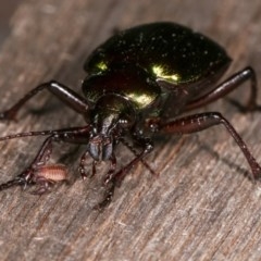 Chernetidae sp. (family) at Melba, ACT - 11 Nov 2020