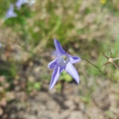 Wahlenbergia capillaris (Tufted Bluebell) at Farrer, ACT - 17 Nov 2020 by jamiebarney