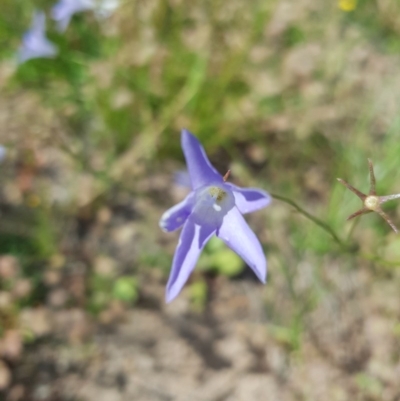 Wahlenbergia capillaris (Tufted Bluebell) at Farrer, ACT - 17 Nov 2020 by jamiebarney