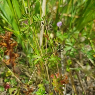 Geranium retrorsum (Grassland Cranesbill) at Farrer, ACT - 18 Nov 2020 by jamiebarney