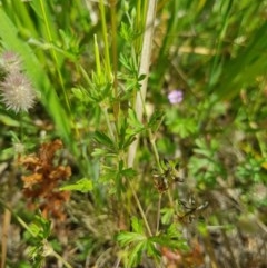 Geranium retrorsum at Farrer, ACT - 18 Nov 2020