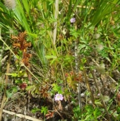 Geranium retrorsum at Farrer, ACT - 18 Nov 2020