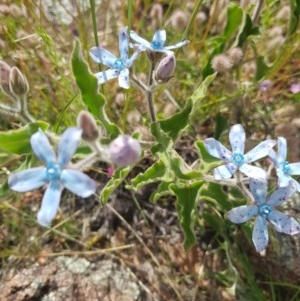 Oxypetalum coeruleum at Farrer, ACT - 18 Nov 2020