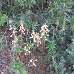 Gastrodia sesamoides at Capital Hill, ACT - 17 Nov 2020