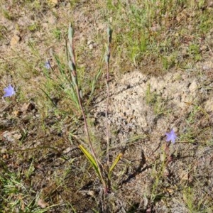 Thelymitra sp. at Isaacs, ACT - 18 Nov 2020