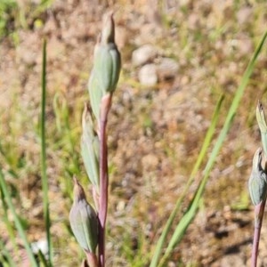 Thelymitra sp. at Isaacs, ACT - 18 Nov 2020