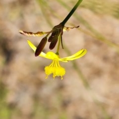 Tricoryne elatior at Isaacs, ACT - 18 Nov 2020