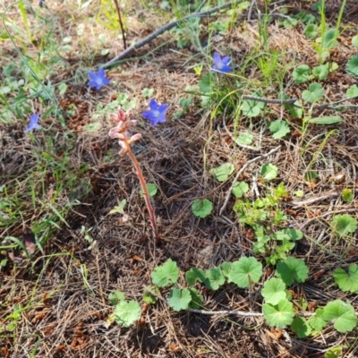 Orobanche minor (Broomrape) at Isaacs, ACT - 18 Nov 2020 by Mike