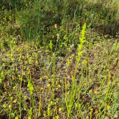 Microtis (genus) (onion orchids) at Isaacs, ACT - 18 Nov 2020 by Mike