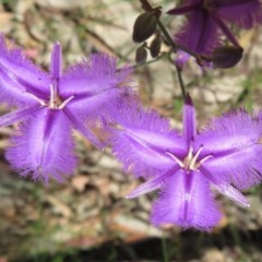 Thysanotus tuberosus subsp. tuberosus (Common Fringe-lily) at Coree, ACT - 18 Nov 2020 by Christine